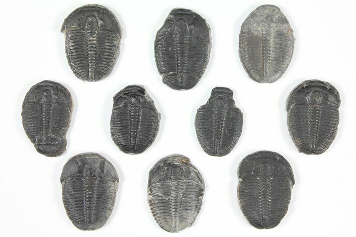 Lot: Elrathia Trilobites - Pieces #92079